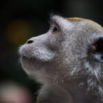 Absolute Best Budget Lenses