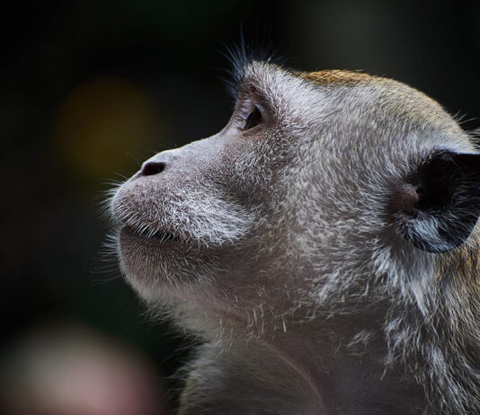 Absolute Best Budget Lenses